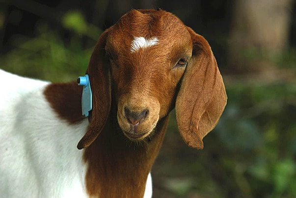 Macho reproductor Boer