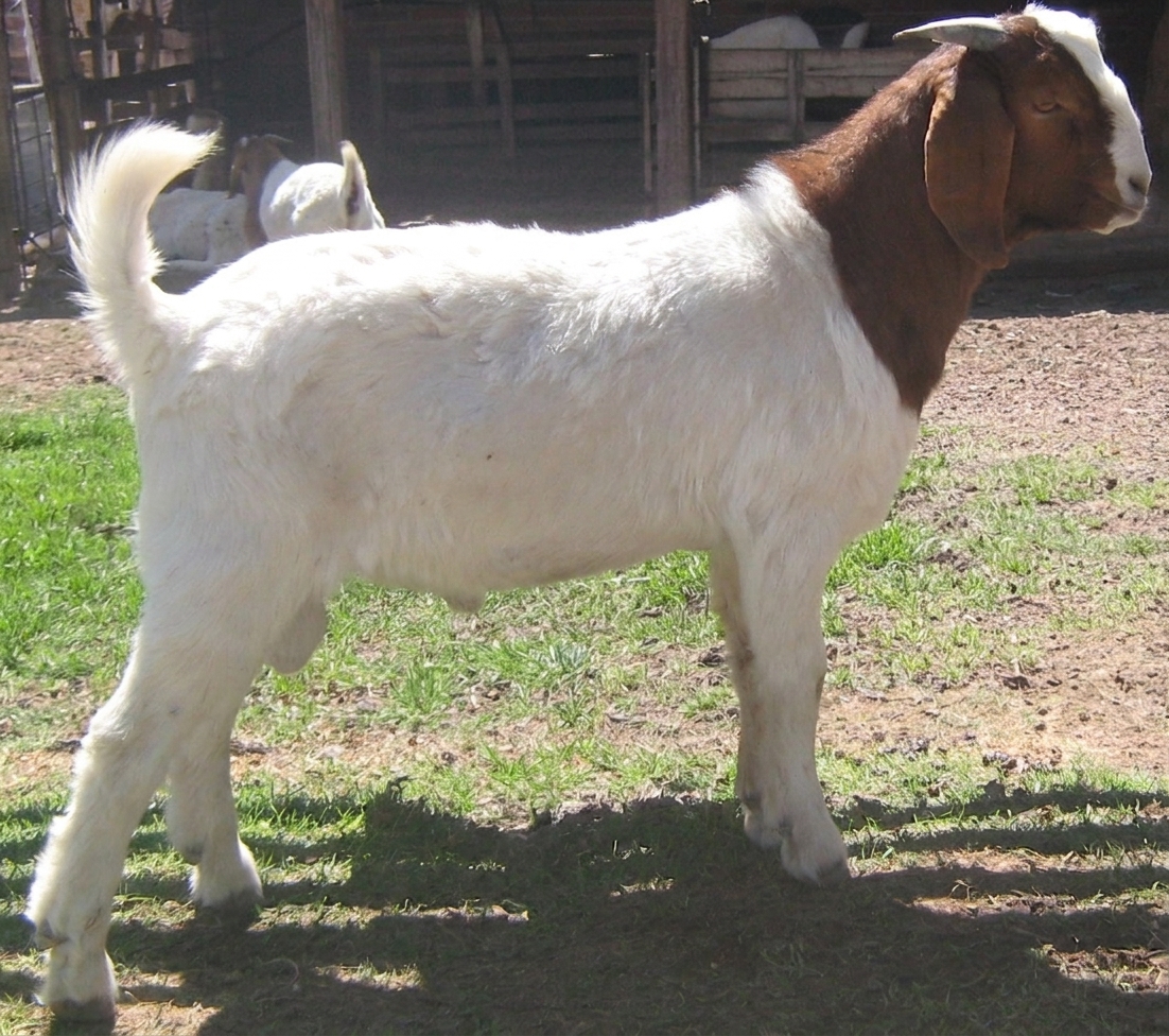Ejemplar destacado de Cabra Boer