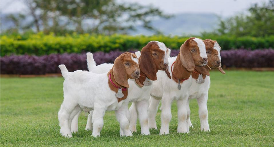 Grupo de Cabras Boer LT Ganadería