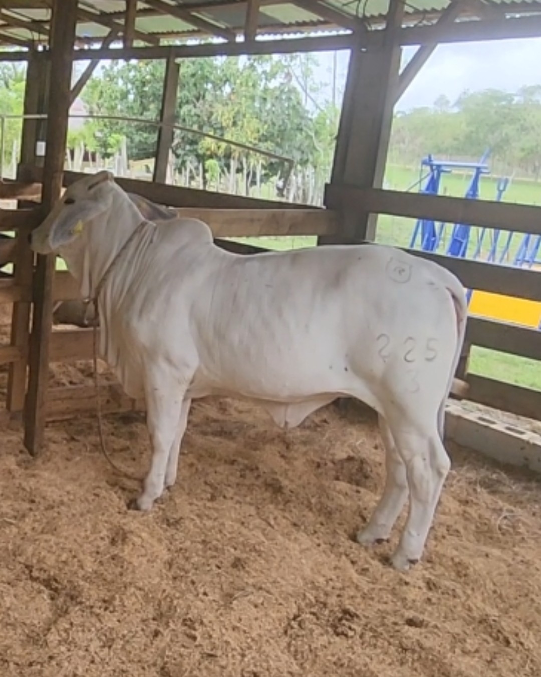 Ejemplar Brahman 1
