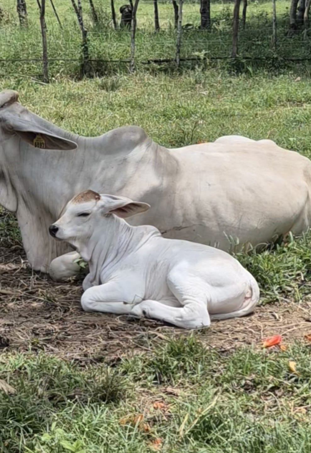 Ejemplar Brahman 12