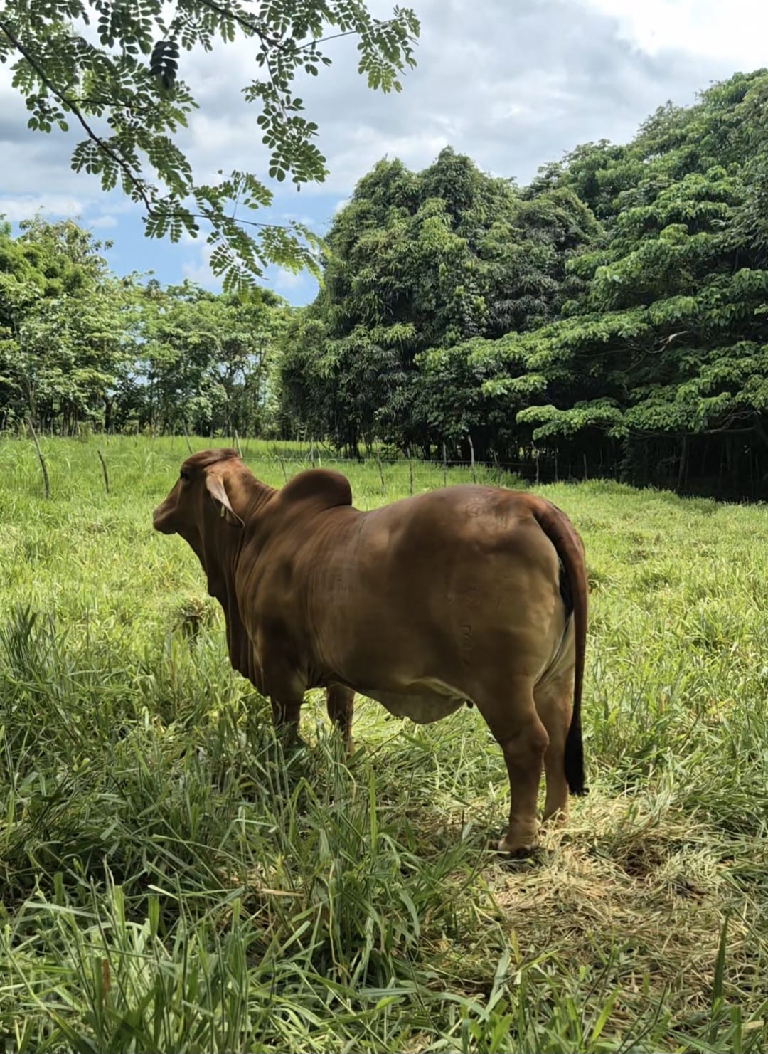 Vaca Brahman con su cría