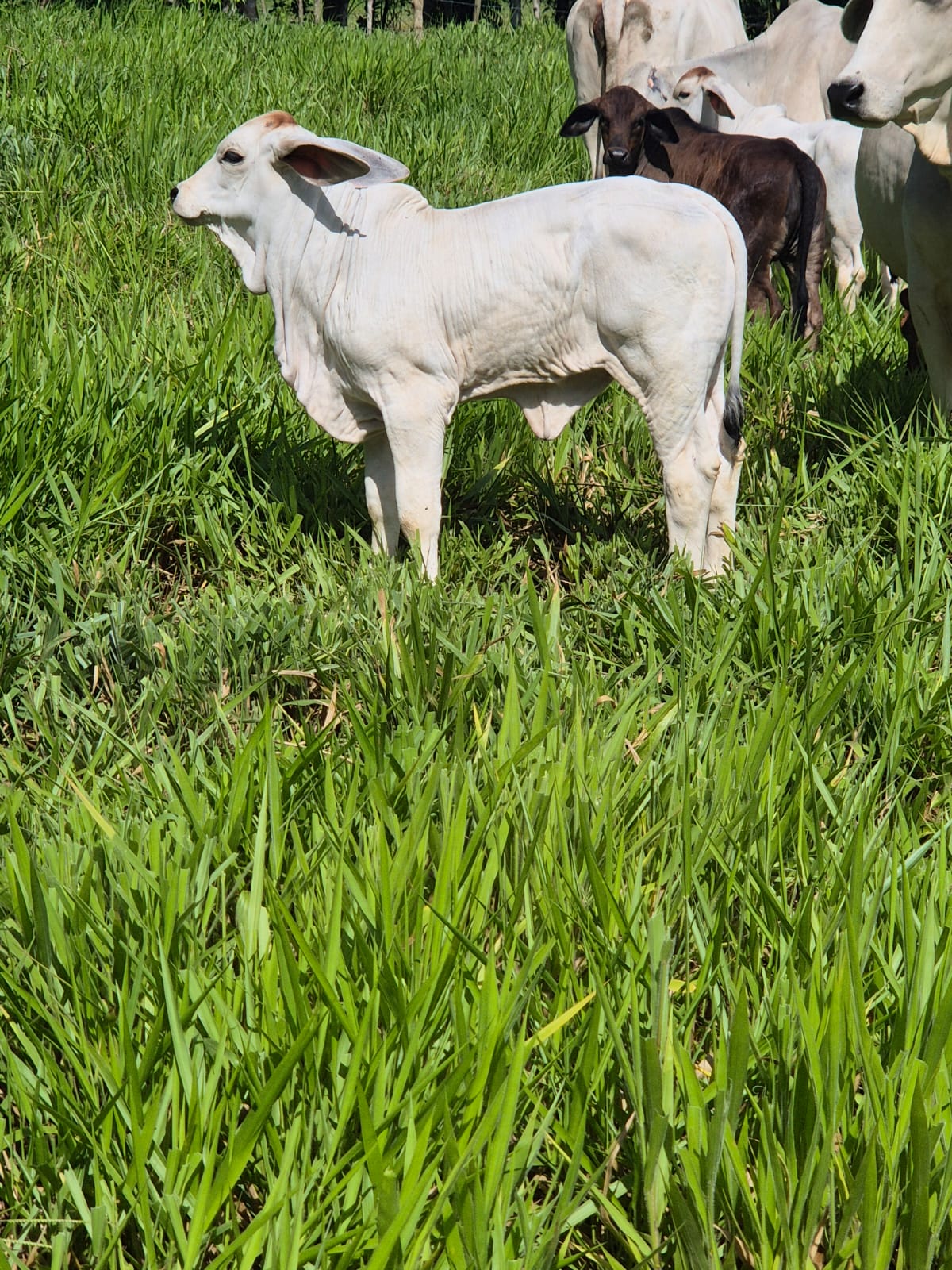 Ejemplar Brahman 14