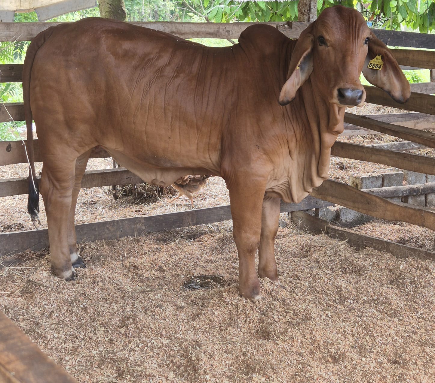 Ejemplar Brahman 15