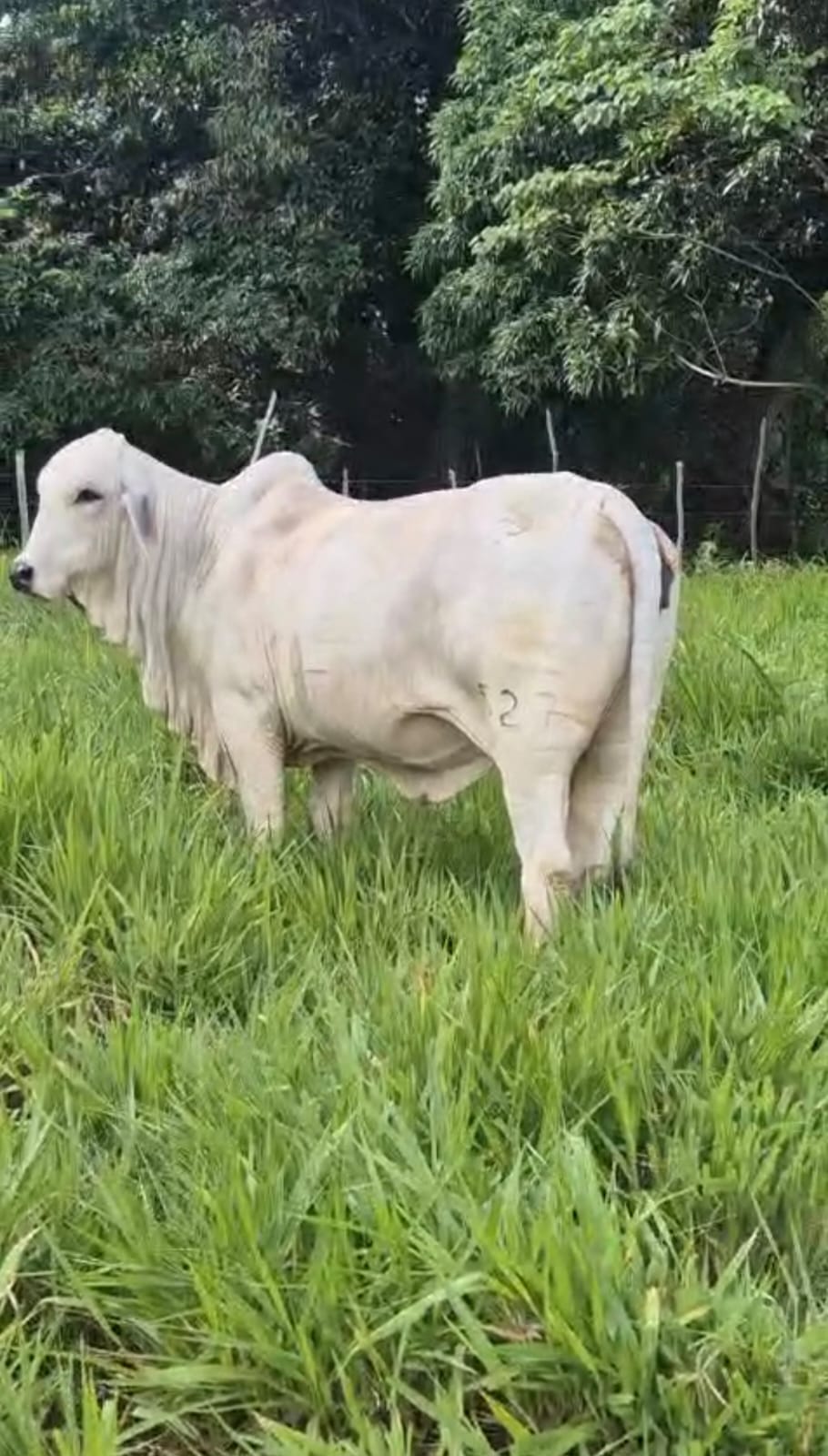 Ejemplar Brahman 16