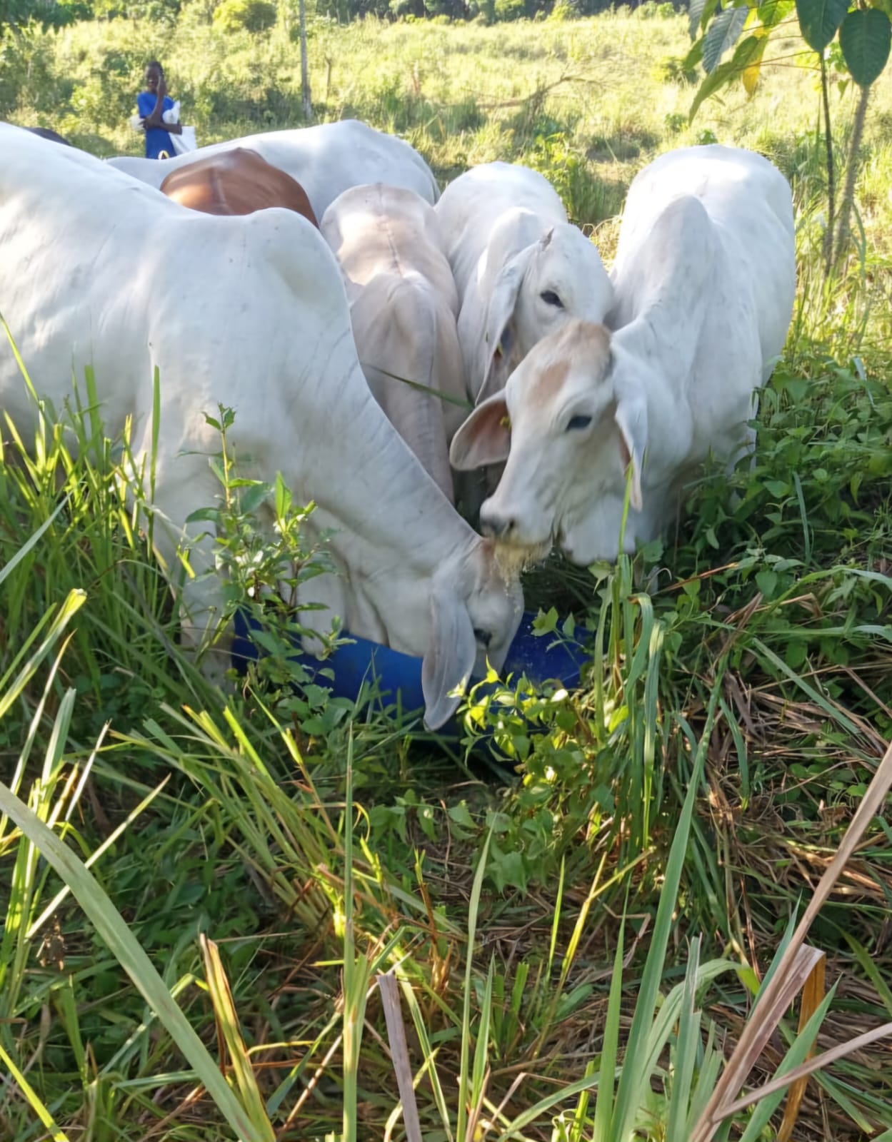 Ejemplar Brahman 2