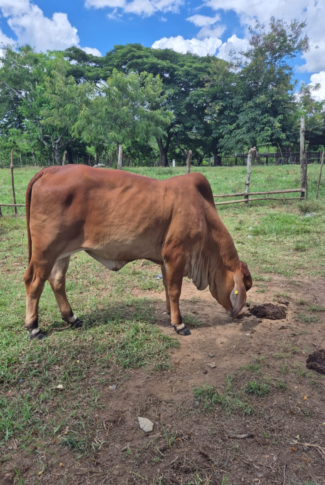 Ejemplar Brahman 3