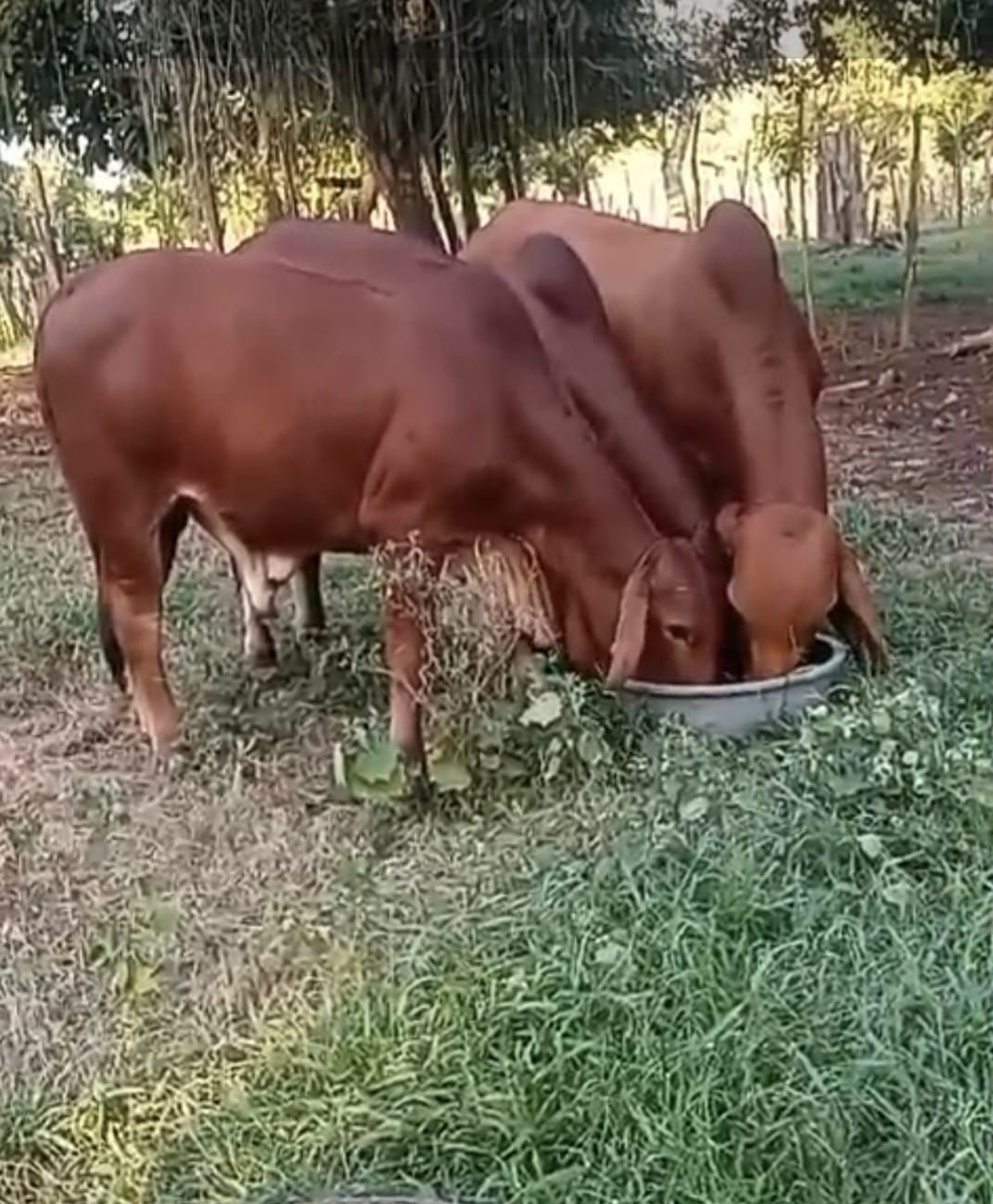 Ejemplar Brahman 4