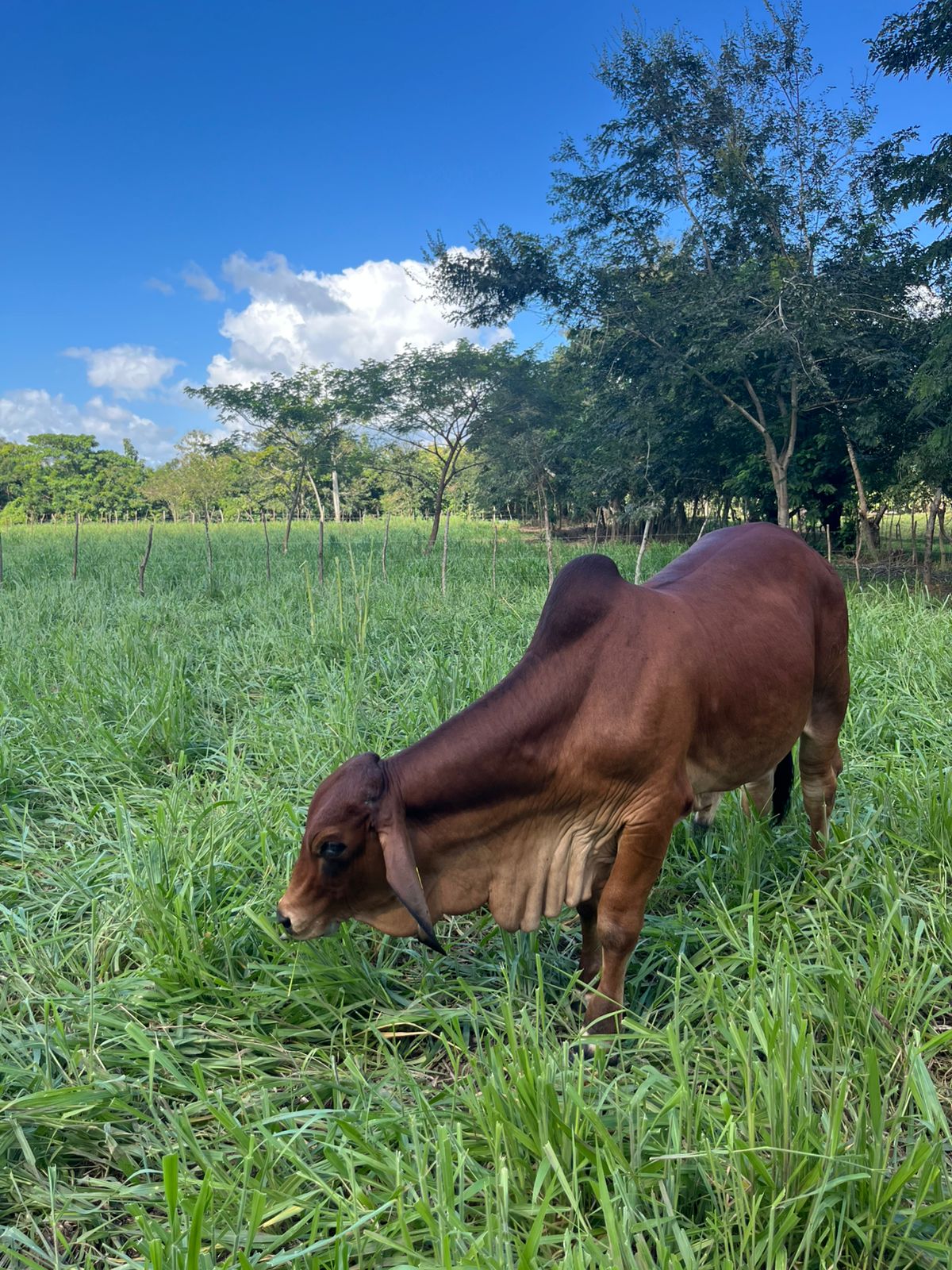 Ejemplar Brahman LT Ganadería
