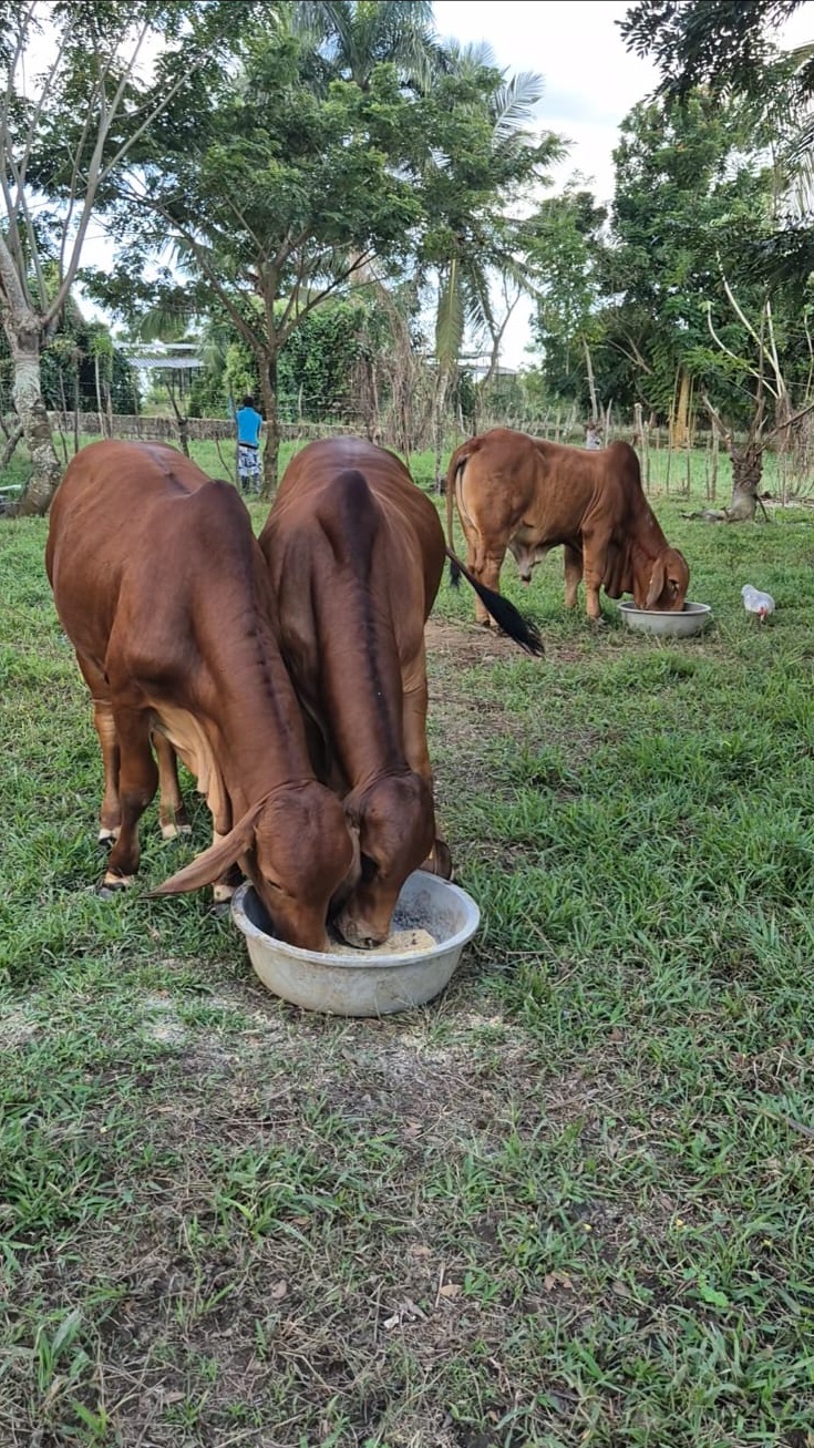 Ejemplar Brahman 6