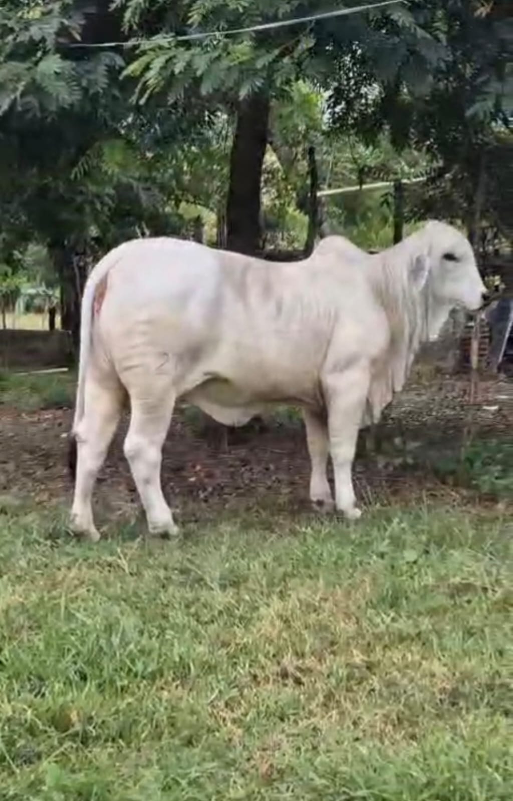 Ejemplar Brahman 7