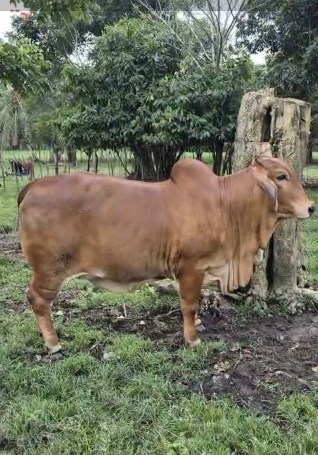 Ejemplar Brahman 8