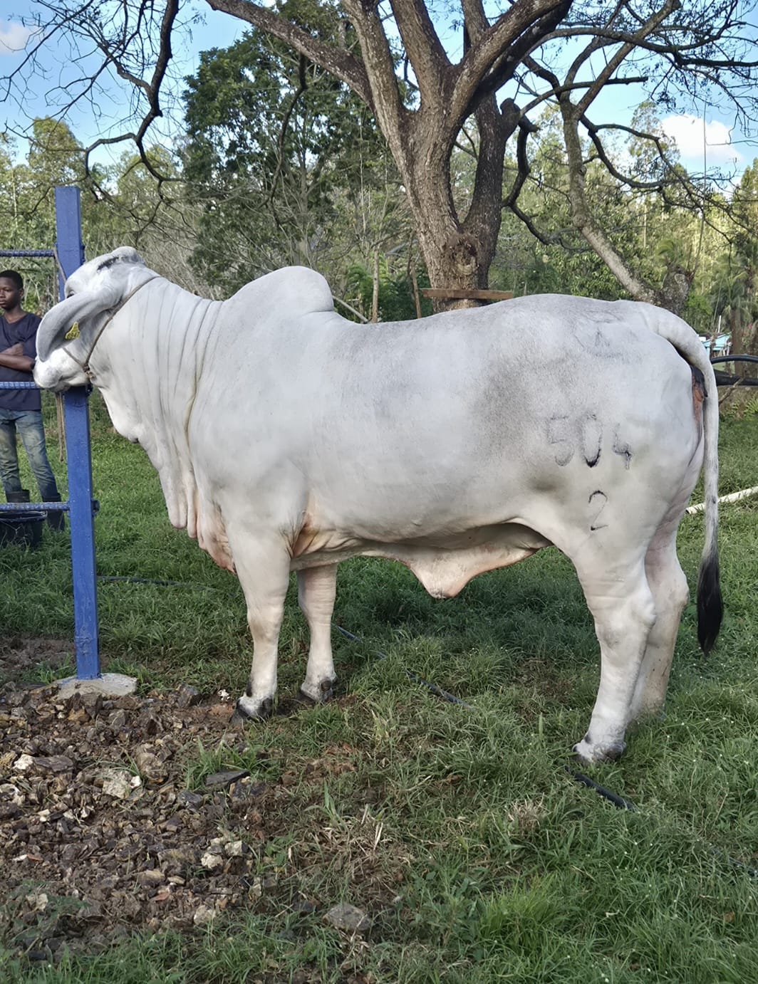Ejemplar Brahman 9